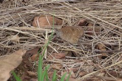 Stygionympha wichgrafi