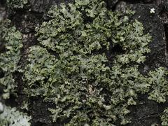Phaeophyscia nigricans