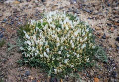Astragalus brevifolius