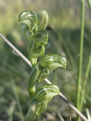 Pterostylis crassicaulis