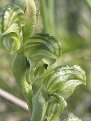 Pterostylis crassicaulis