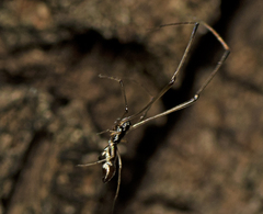 Argyrodes rainbowi