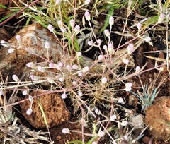Trichuriella monsoniae