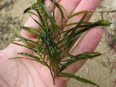 Potamogeton maackianus