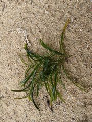 Potamogeton maackianus