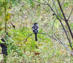 Pericrocotus erythropygius