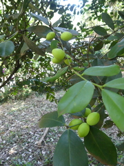 Acokanthera schimperi