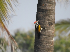 Chrysocolaptes festivus