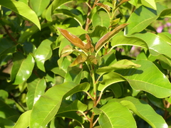 Prunus africana