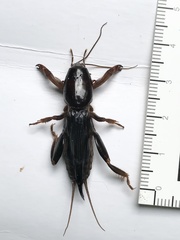 Gryllotalpa pluvialis