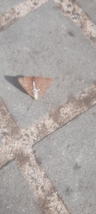 Hypochrysops