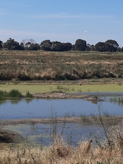 Gallirallus philippensis