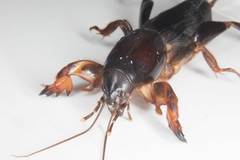 Gryllotalpa pluvialis
