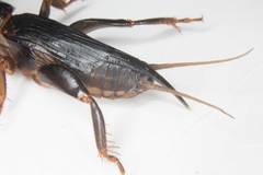 Gryllotalpa pluvialis