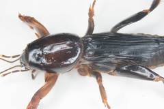 Gryllotalpa pluvialis
