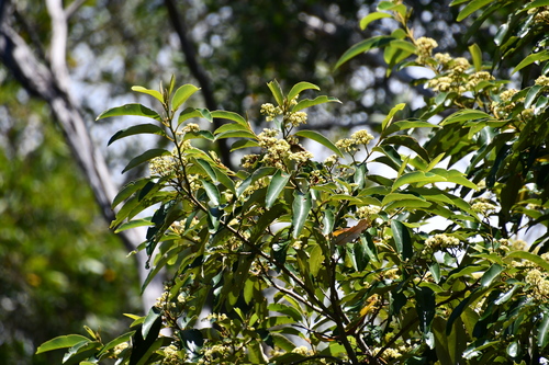 Alphitonia excelsa (Alphitonia excelsa)