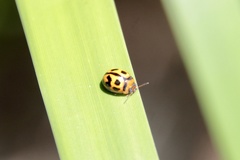 Peltoschema basicolle