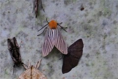 Pseudischnocampa