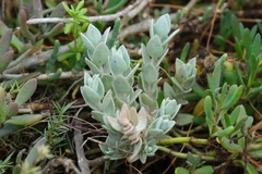Atriplex watsonii