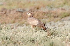Polyboroides typus pectoralis