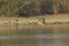 Polyboroides typus pectoralis