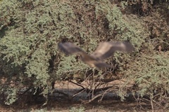 Polyboroides typus pectoralis