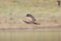 Polyboroides typus pectoralis