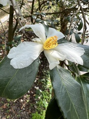 Camellia hengchunensis