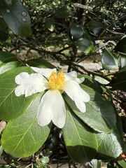 Camellia hengchunensis