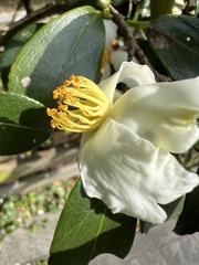 Camellia hengchunensis