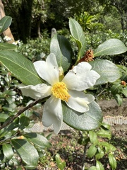Camellia hengchunensis