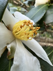 Camellia hengchunensis