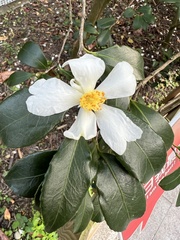 Camellia hengchunensis