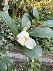 Camellia hengchunensis