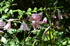 Crinum moorei