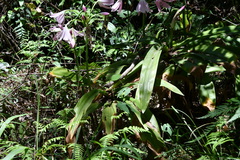 Crinum moorei