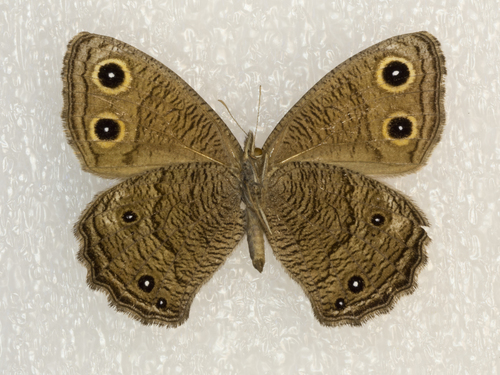 Great Basin Wood-Nymph