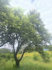 Vachellia rehmanniana