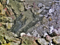 Cryptocentrus maudae