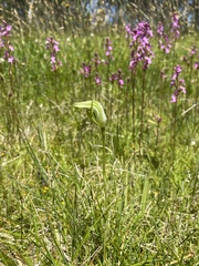 Pterostylis monticola