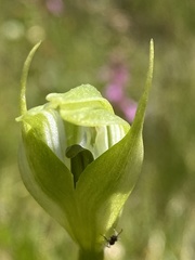 Pterostylis monticola