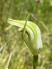 Pterostylis monticola