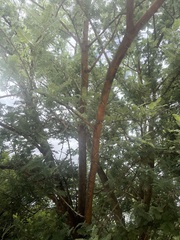 Vachellia rehmanniana