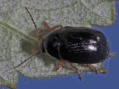 Cryptocephalus ocellatus