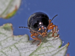 Cryptocephalus ocellatus