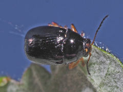 Cryptocephalus ocellatus