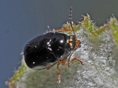 Cryptocephalus ocellatus