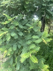 Vachellia rehmanniana