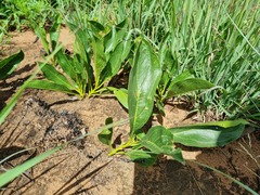 Pygmaeothamnus zeyheri