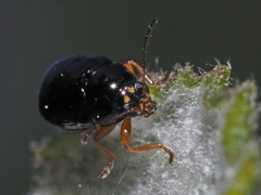 Cryptocephalus ocellatus